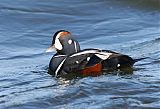 Harlequin Duckborder=